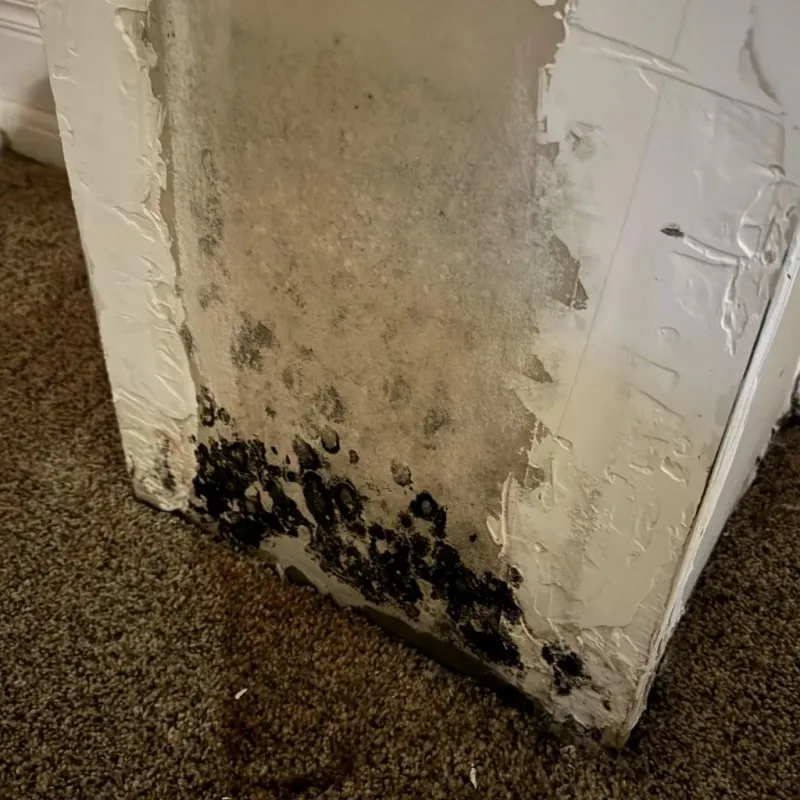 Professional Mold Removal in Guadalupe County, NM